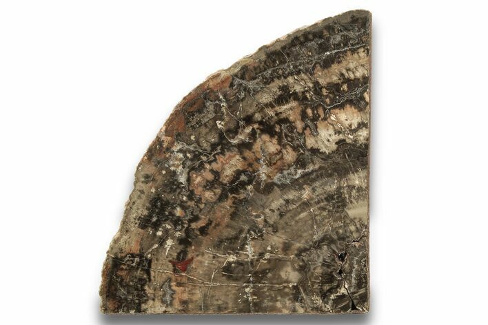 Tall, Free-Standing Polished Petrified Wood Section #244633